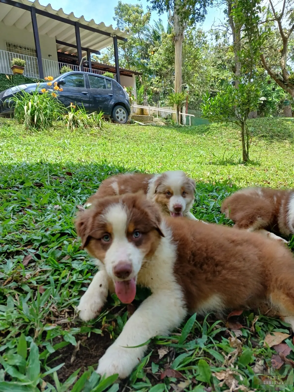 Machinho Red Sólido