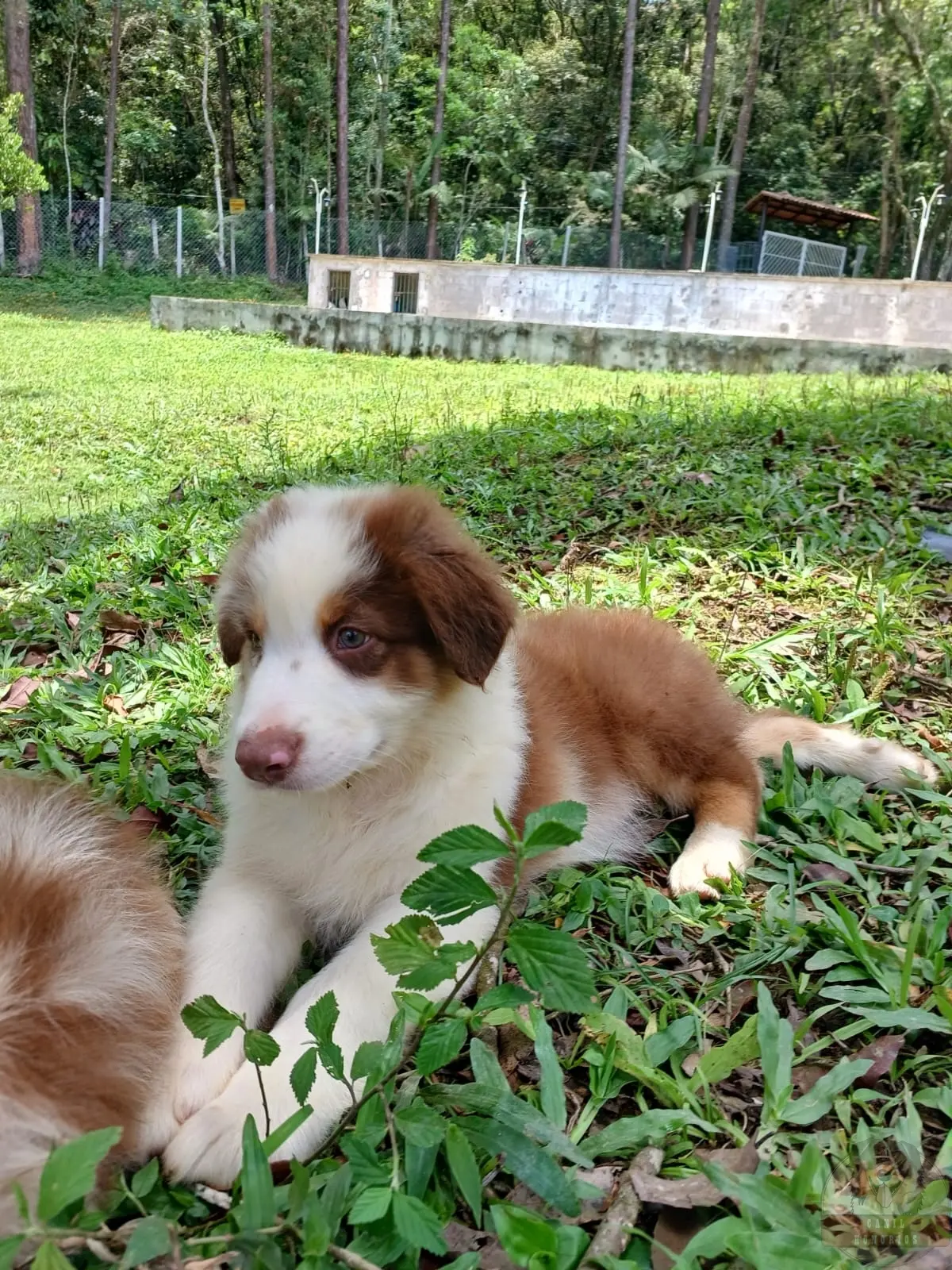 Machinho Red Sólido