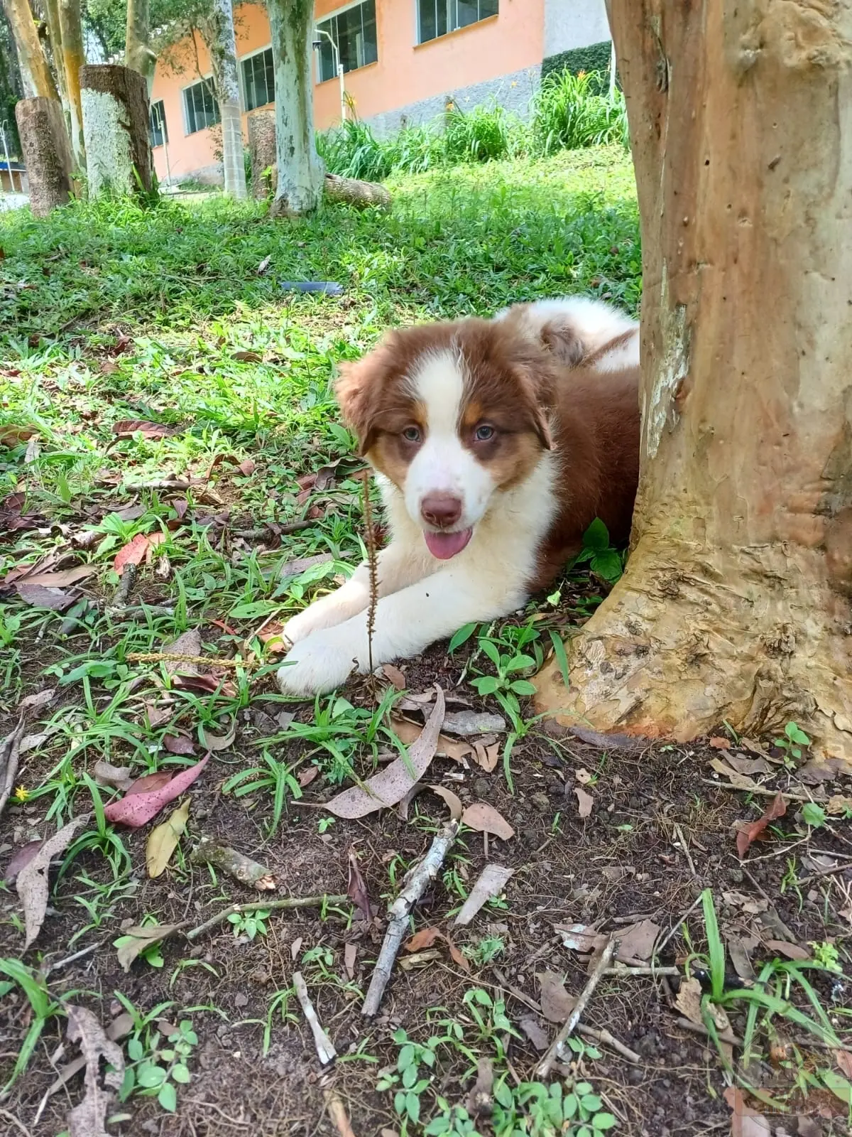 Machinho Red Sólido