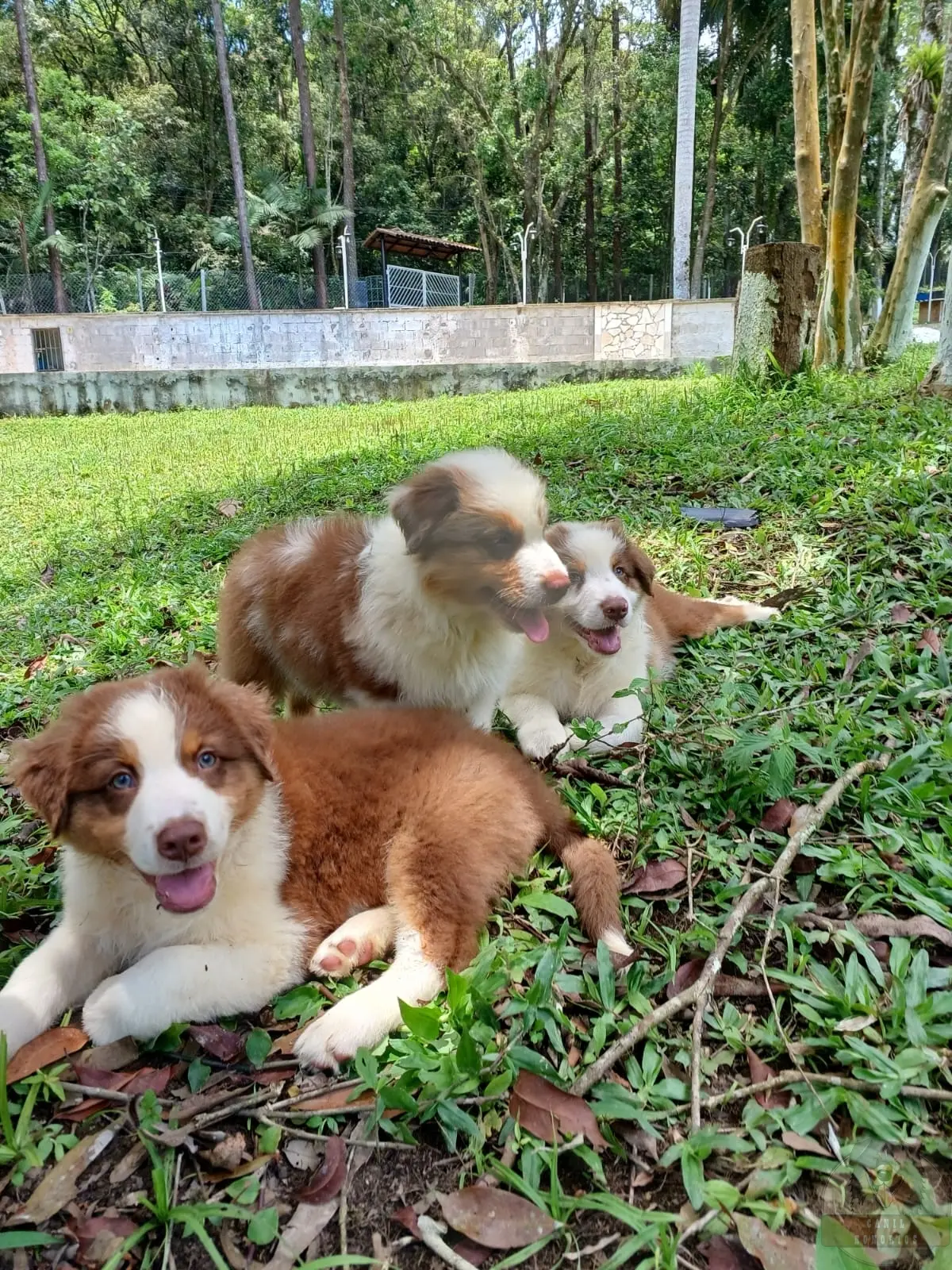 Filhotes Red sólidos e Red Merle