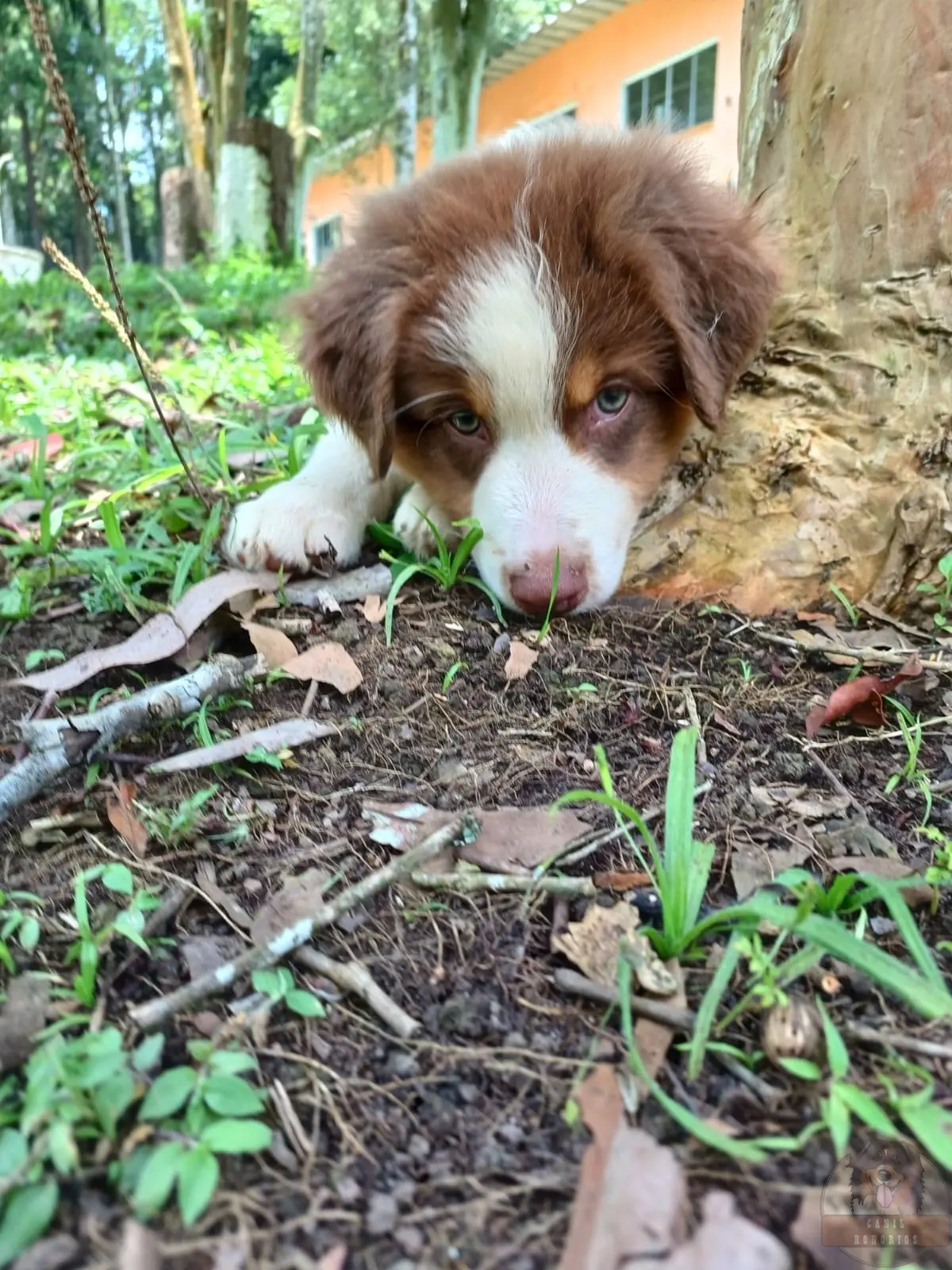 Machinho Red Sólido