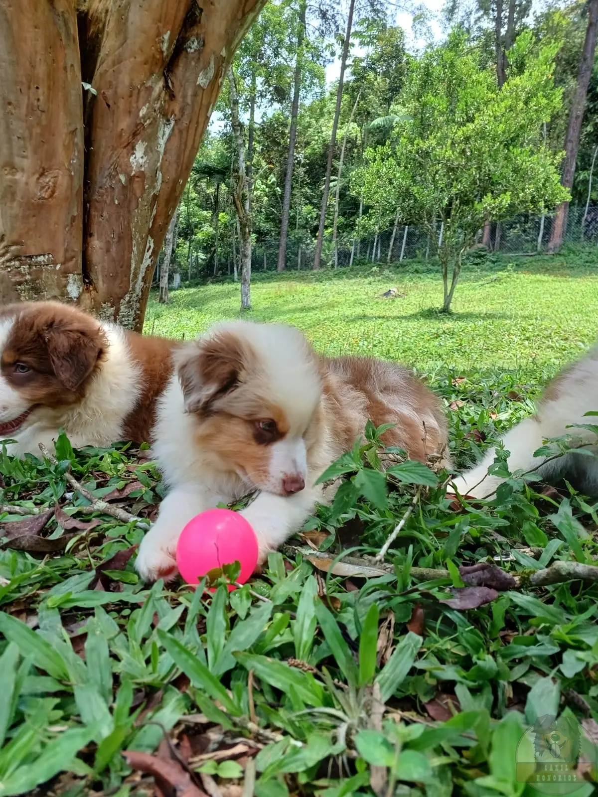 Filhotes Red sólidos e Red Merle