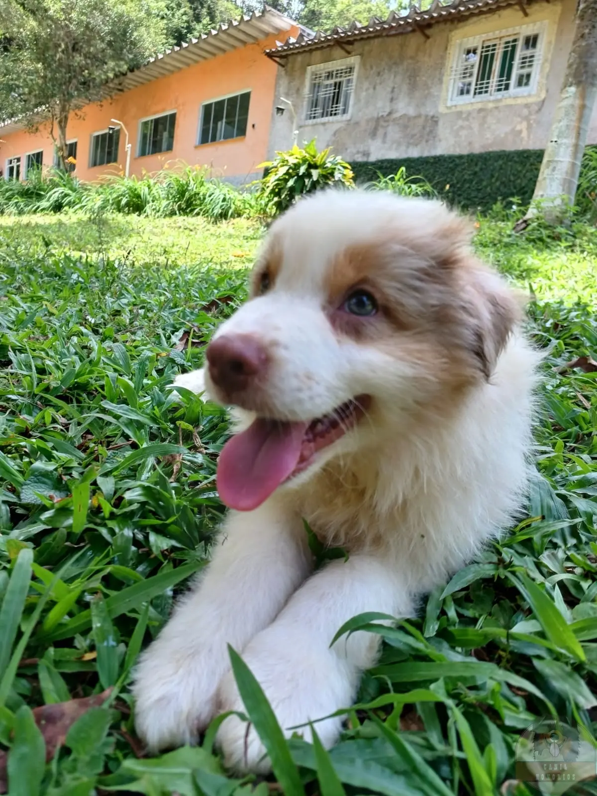 Machinho Red Merle