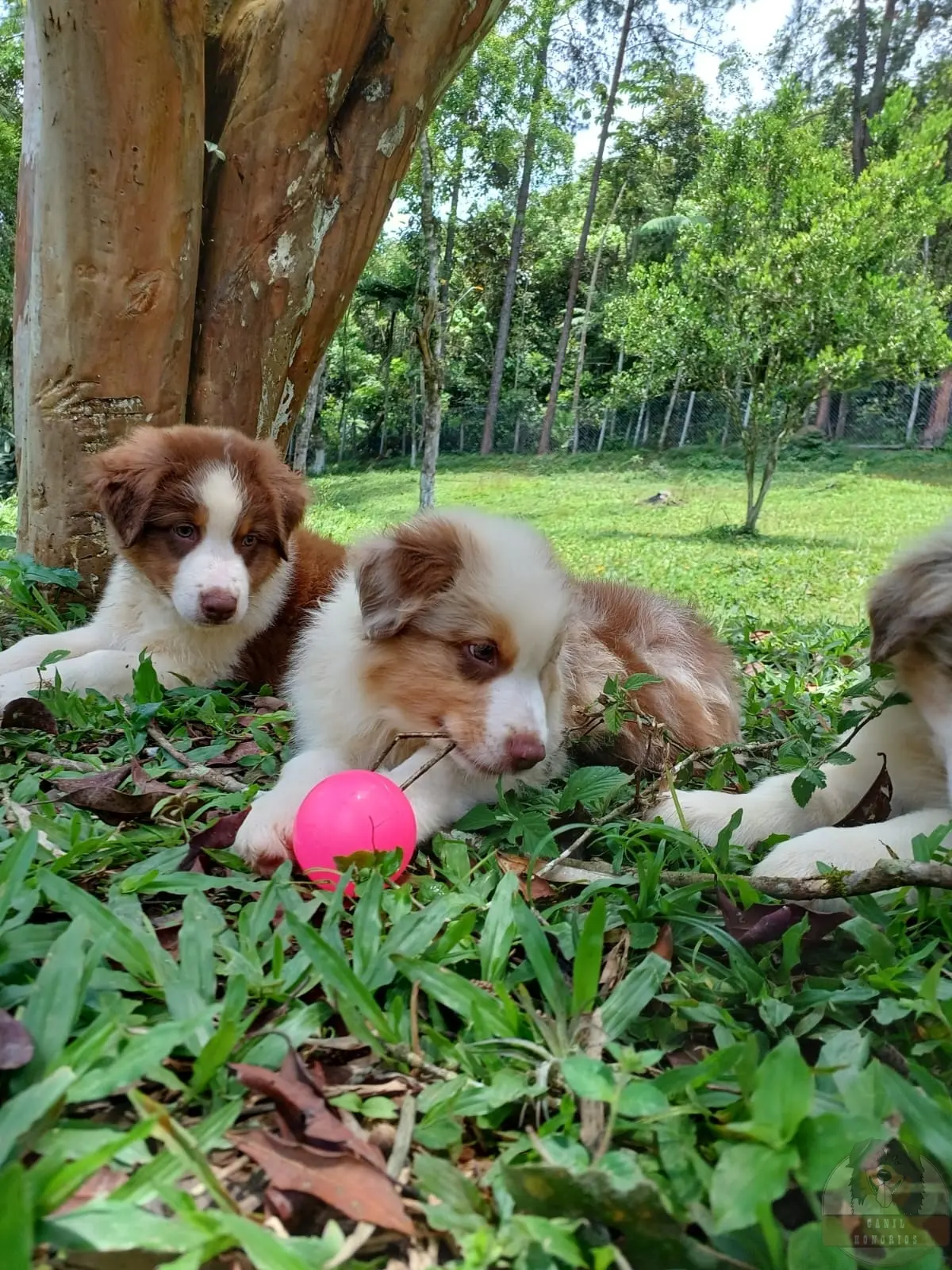 Filhotes Red sólidos e Red Merle